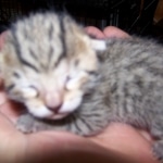 Michael Akhenaten - Bronze Egyptian Mau Male DOB 5/18/10