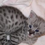 Bullet - F-2 Silver Male Savannah DOB 6/27/10