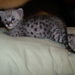 Bullet - F-2 Silver Male Savannah DOB 6/27/10