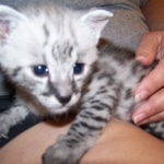 Bullet - F-2 Silver Male Savannah DOB 6/27/10