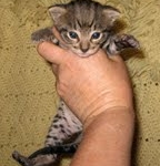 Valentina - F-3 Savannah female DOB 6-28-10