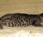 Valentina - F-3 Savannah female DOB 6-28-10