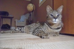 Otis - F-1 Savannah Male  DOB 7-20-10