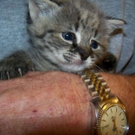 Otis - F-1 Savannah Male DOB 7-20-10