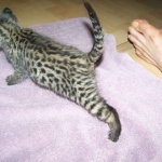 Otis - F-1 Savannah Male DOB 7-20-10