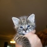 Otis - F-1 Savannah Male DOB 7-20-10