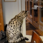 Otis - F-1 Savannah Male DOB 7-20-10