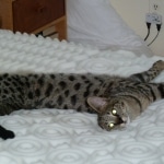 Otis - F-1 Savannah Male DOB 7-20-10