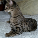 Otis - F-1 Savannah Male DOB 7-20-10