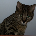 Otis - F-1 Savannah Male DOB 7-20-10