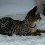 Otis - F-1 Savannah Male DOB 7-20-10