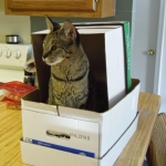 Otis F-1 Savannah cat 5-15.jpg