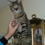 Otis - F-1 Savannah Male DOB 7-20-10