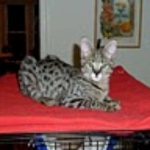Otis - F-1 Savannah Male DOB 7-20-10