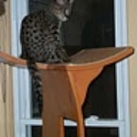 Otis - F-1 Savannah Male DOB 7-20-10