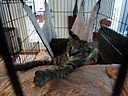 Otis - F-1 Savannah Male DOB 7-20-10