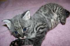 Olivia - F-1 Savannah Female  DOB 7-20-10