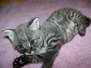 Olivia - F-1 Savannah Female  DOB 7-20-10