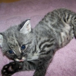 Olivia  F-1 Savannah Female DOB 7-20-10