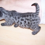 Olivia  F-1 Savannah Female DOB 7-20-10