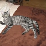 Olivia  F-1 Savannah Female DOB 7-20-10