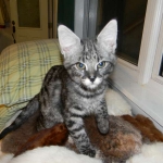 Olivia  F-1 Savannah Female DOB 7-20-10