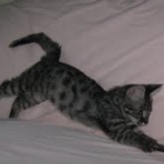 Olivia  F-1 Savannah Female DOB 7-20-10