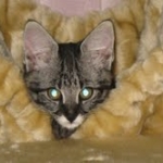 Olivia  F-1 Savannah Female DOB 7-20-10