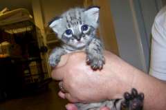 Toby F-1 Savannah Male  DOB 7-22-10