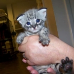 Toby - F-1 Savannah Male DOB 7-22-10