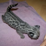 Toby - F-1 Savannah Male DOB 7-22-10