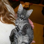 Toby - F-1 Savannah Male DOB 7-22-10