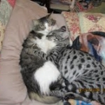 Toby - F-1 Savannah Male DOB 7-22-10