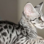 Toby - F-1 Savannah Male DOB 7-22-10