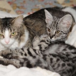 Toby - F-1 Savannah Male DOB 7-22-10