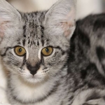 Toby - F-1 Savannah Male DOB 7-22-10