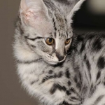 Toby - F-1 Savannah Male DOB 7-22-10