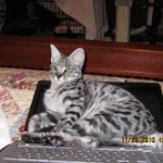 Toby - F-1 Savannah Male DOB 7-22-10