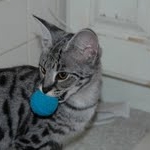 Toby - F-1 Savannah Male DOB 7-22-10