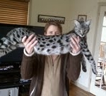 Toby - F-1 Savannah Male DOB 7-22-10