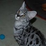 Toby - F-1 Savannah Male DOB 7-22-10