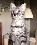 Toby - F-1 Savannah Male DOB 7-22-10