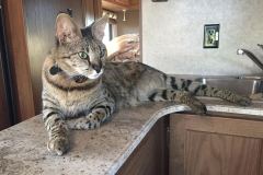 Segue -F-1 Savannah Male DOB 7-20-10