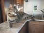 Segue -F-1 Savannah Male DOB 7-20-10