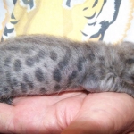 Segue F-1 Savannah Male DOB 7/20/10