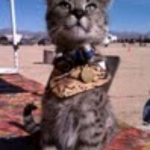 Segue F-1 Savannah Male DOB 7/20/10