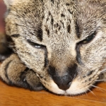 Segue F-1 Savannah Male DOB 7/20/10