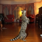 Segue F-1 Savannah Male DOB 7/20/10