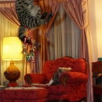 Segue F-1 Savannah Male DOB 7/20/10