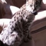 Segue F-1 Savannah Male DOB 7/20/10